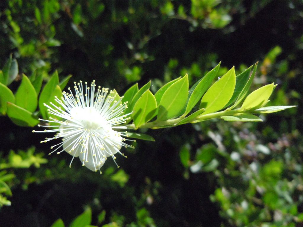 Myrtus communis